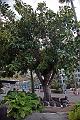 Puerto de la Cruz23